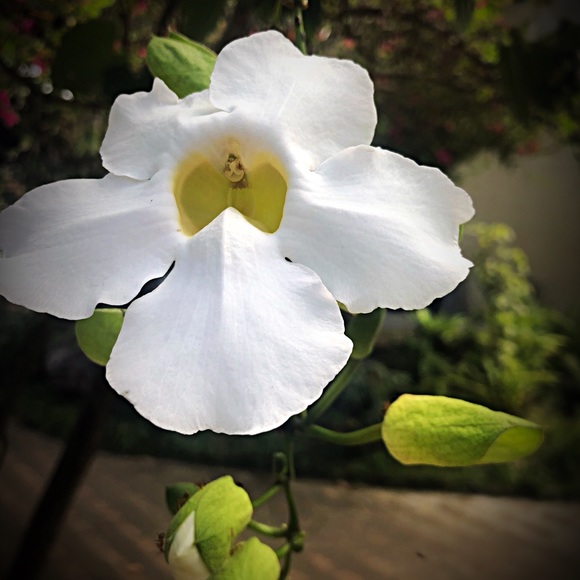 Meet your Posher, Sofia - Picture 1 of 1